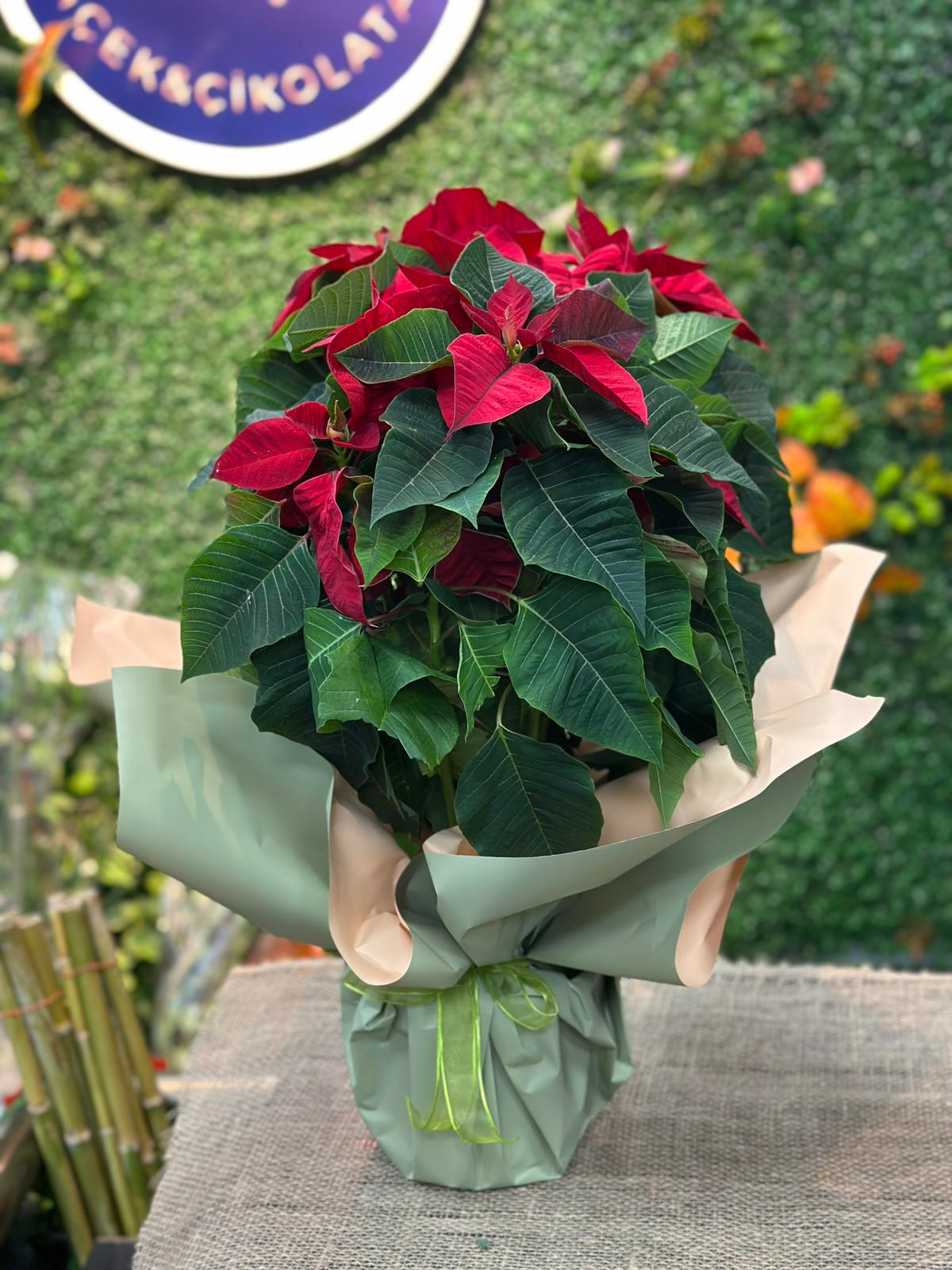 Atatürk Çiçeği Büyük Boy