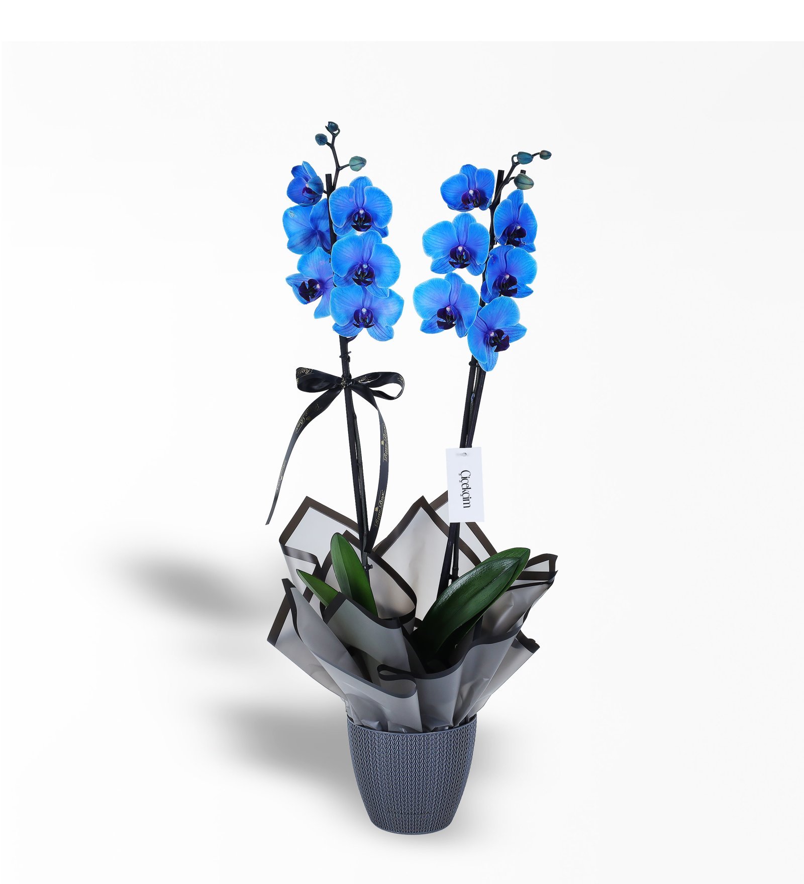 2 dallı Mavi Orkide