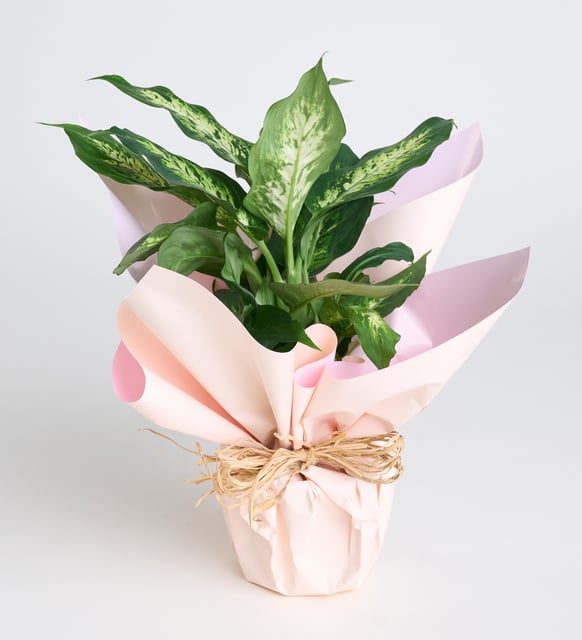 Saksıda Dieffenbachia Çiçeği