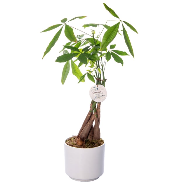 Para Ağacı Pachira