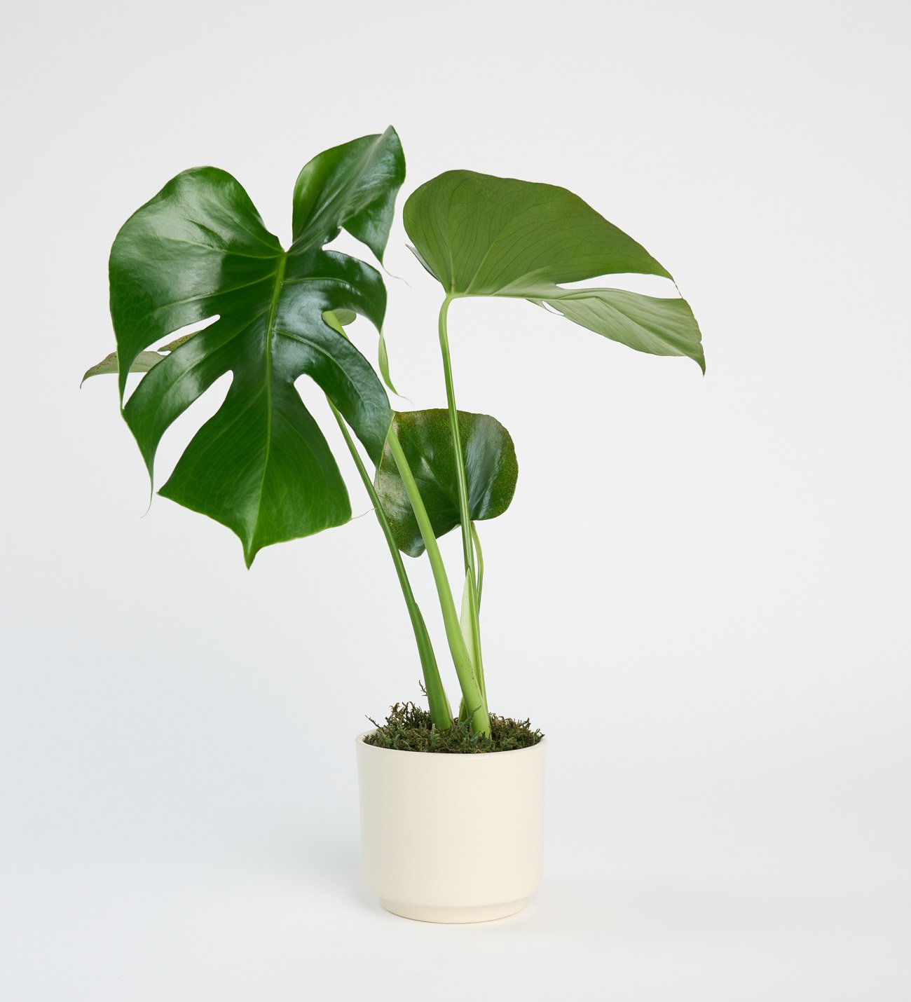 Monstera