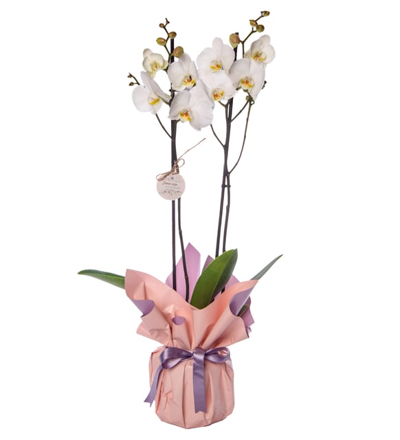 Lila Buket Kağıtlı Beton Saksıda Çiftli Beyaz Orkide