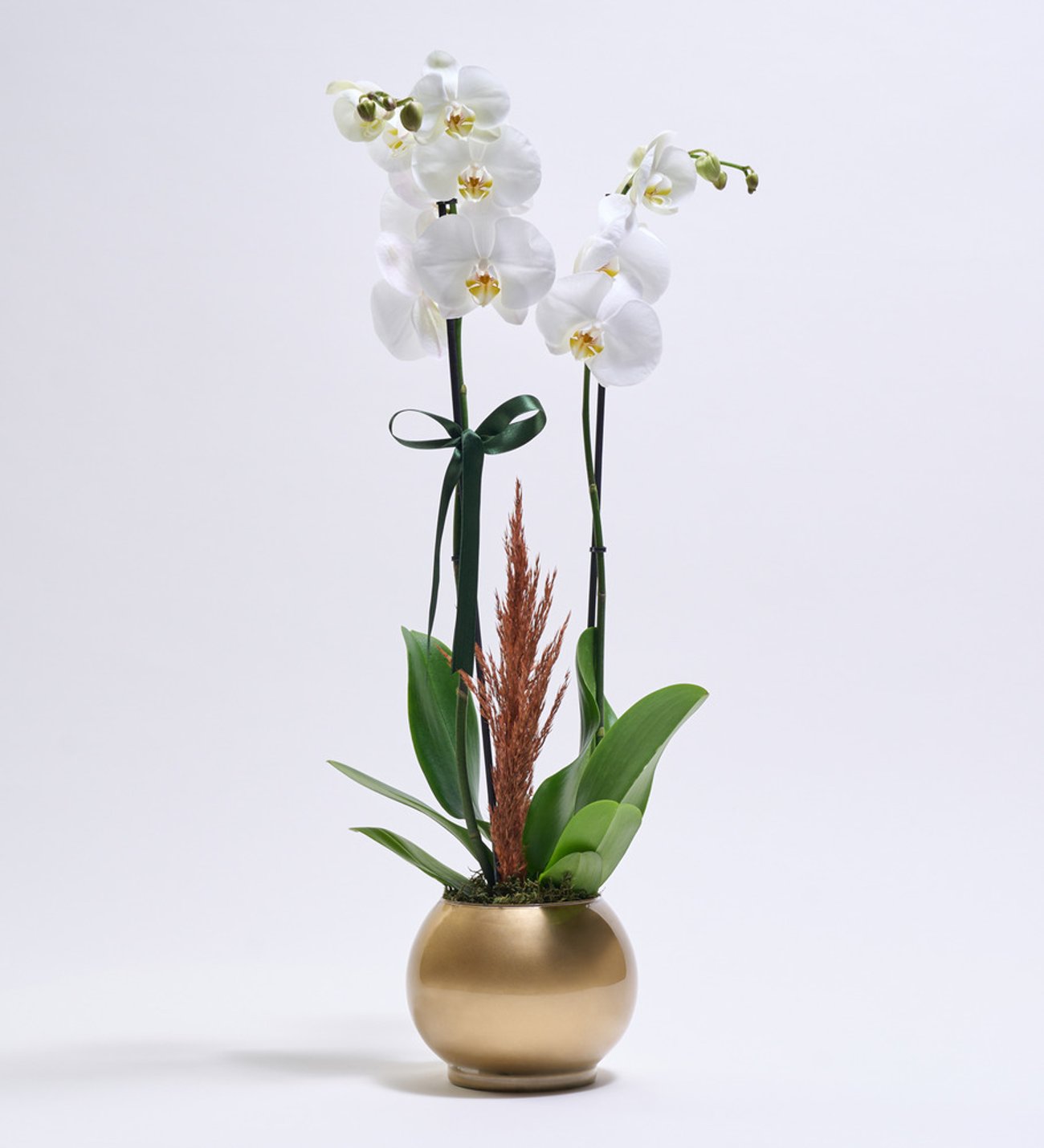 Altın Renkli Akvaryum Saksıda Beyaz Çiftli Orkide