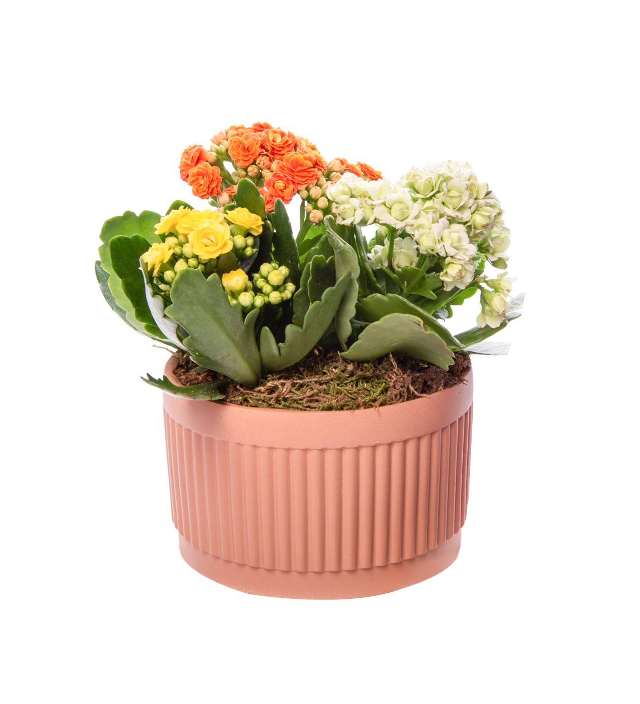 Kiremit Saksıda Renkli Kalanchoe