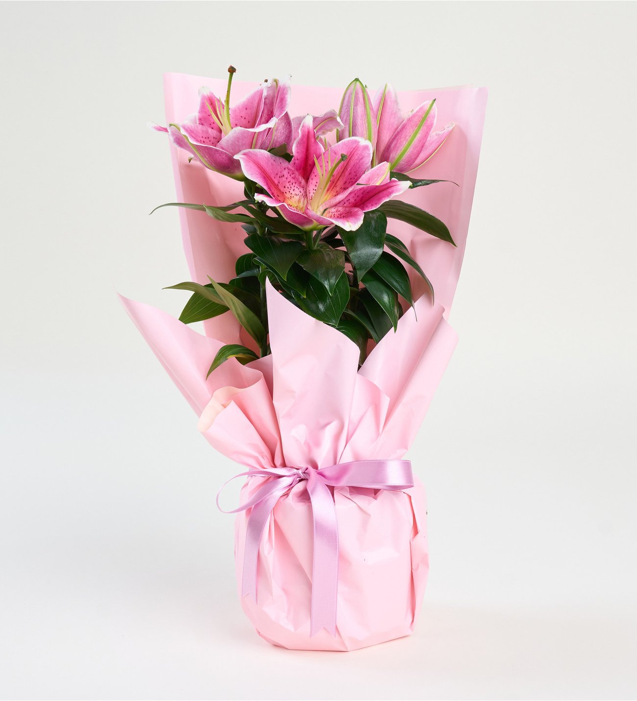 Pembe Buket Kağıtlı Beton Saksıda Pembe Lilyum