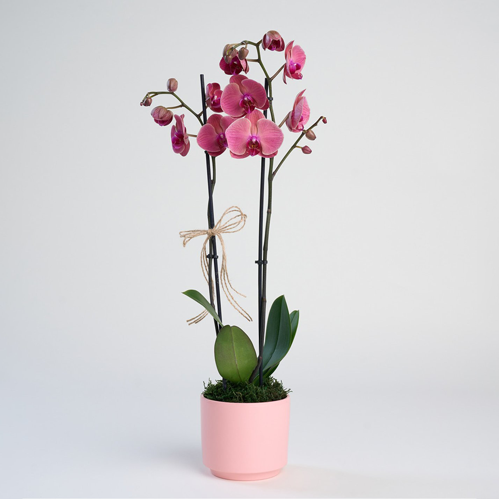 Ateş Kırmızısı Orkide 2'li