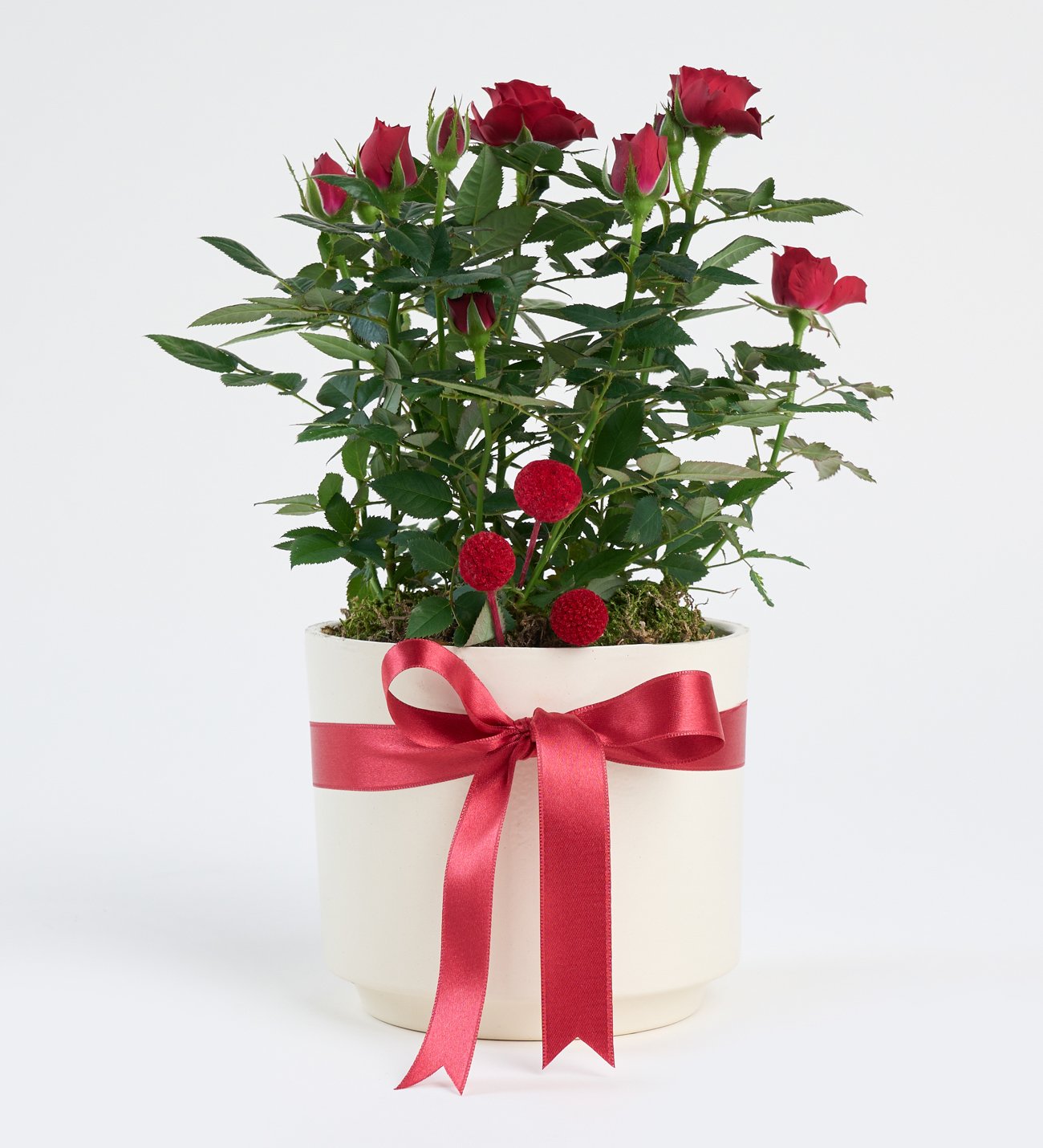 Kırmızı Kurdeleli Beyaz Beton Saksıda Kırmızı Gül